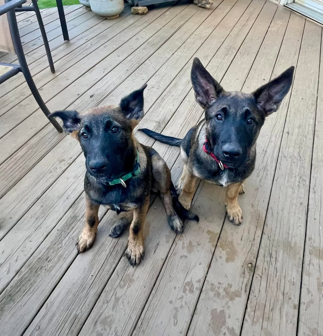Service, Therapy & Support Dogs