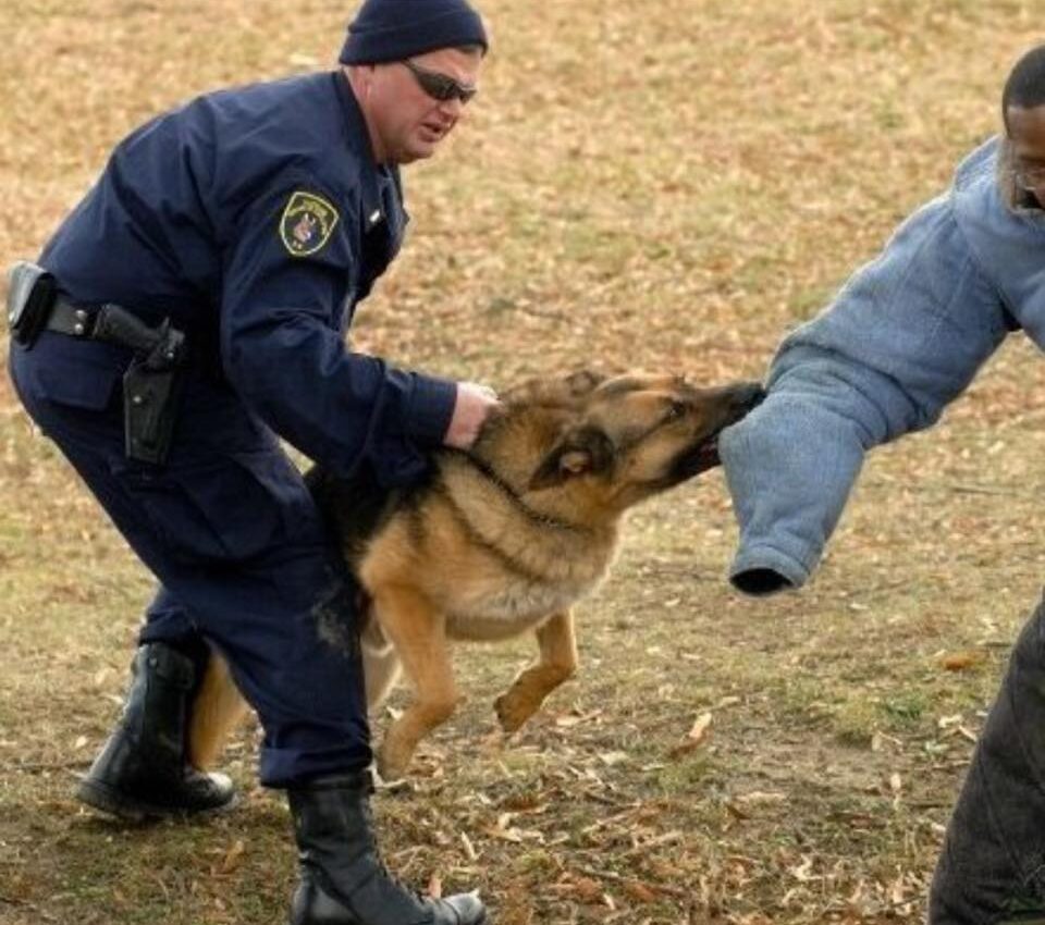 Police & Working K-9 Training